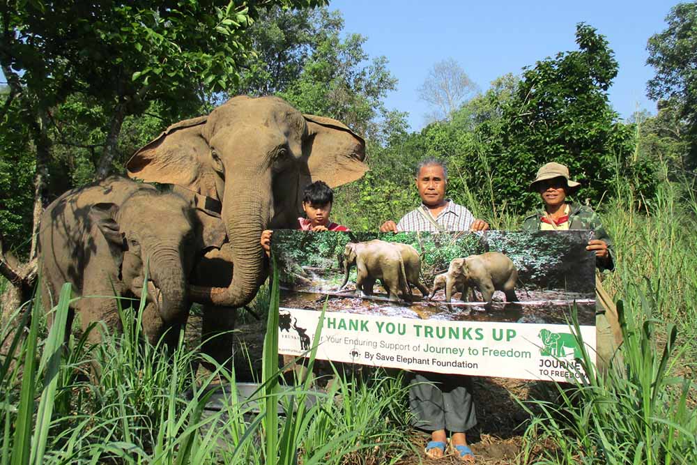 Elephant Foster Program SEF